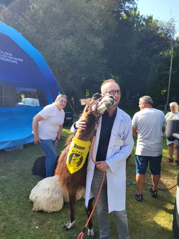 Osoba w białym fartuchu z lamą w żółtym ubranku z napisem „Dama” przed namiotem